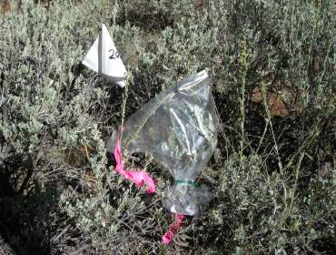Field survey of sagebrush in California, USA