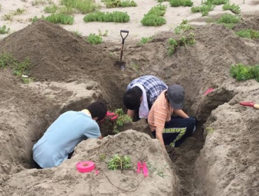 五十嵐浜での海浜植物スナビキソウの地下茎の調査
